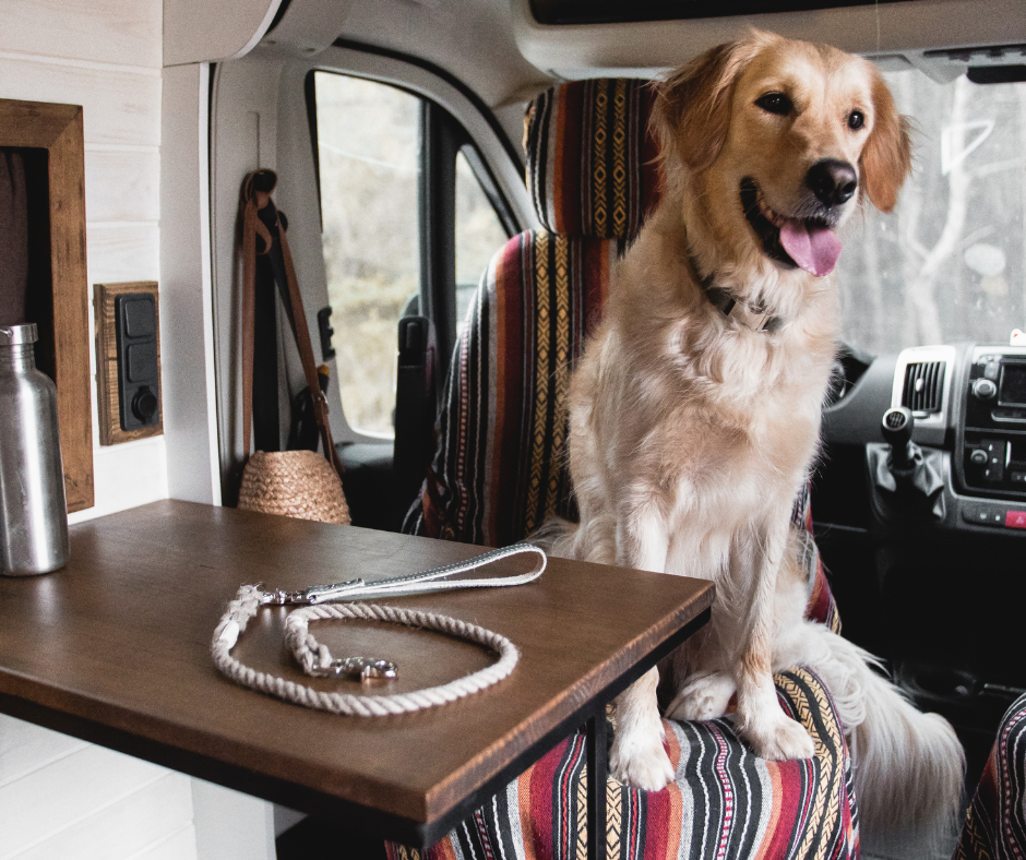 inside camper with dog